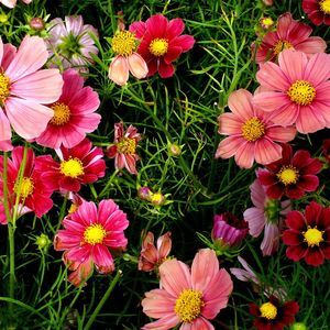 Meet your Posher, Zee